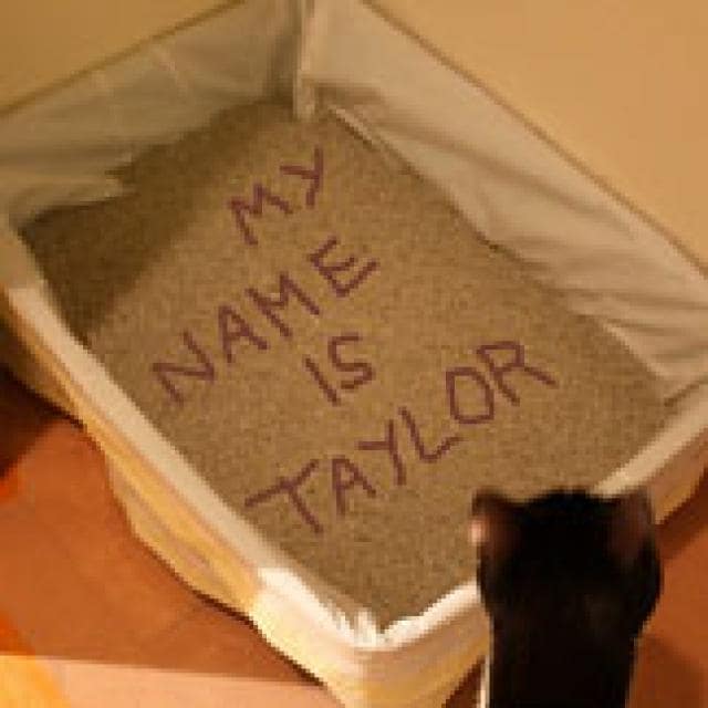 The Dirt Behind Kitty Litter Boxes PetMD