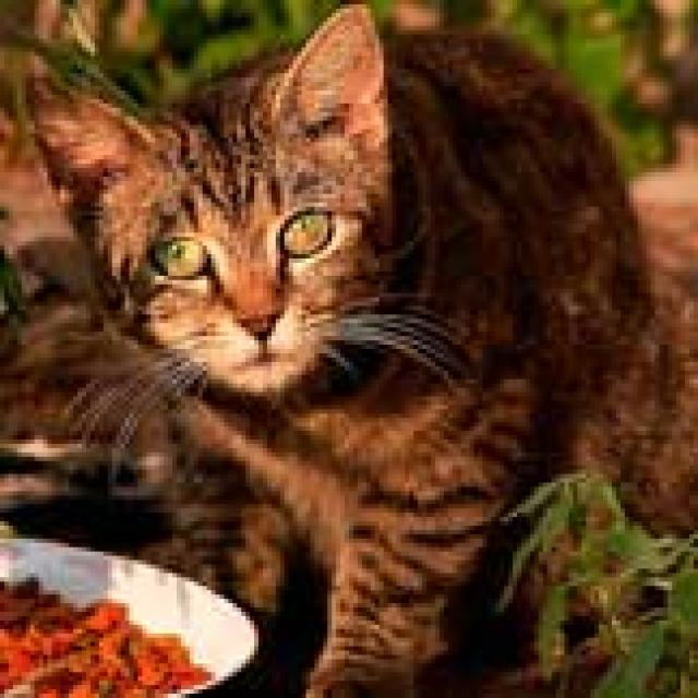 Feeding Cats A Variety Of Foods Petmd