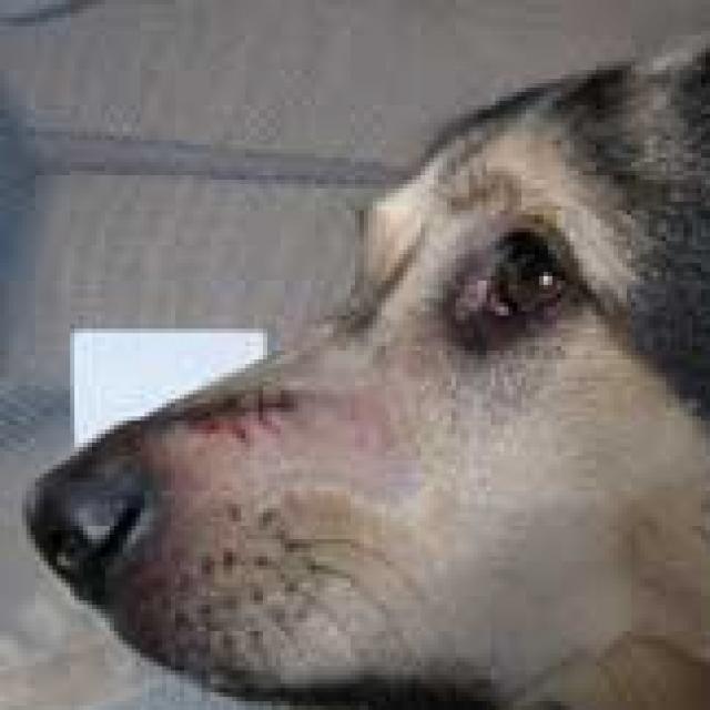 How Skin and Tissue Tumors in Pets are Diagnosed PetMD