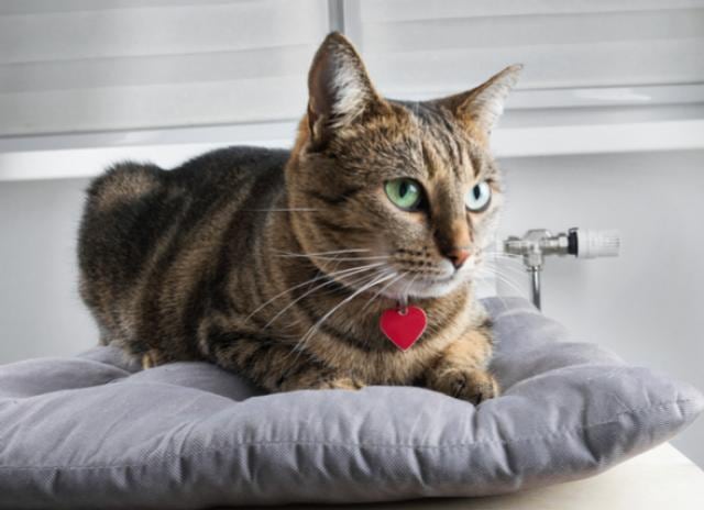 Cat Diseases What Is Bobcat Fever and Why Is It Deadly to Cats? PetMD