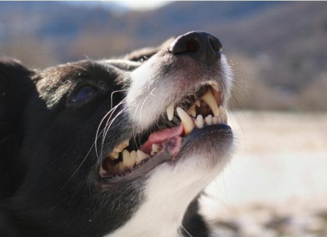 inexpensive dog teeth cleaning