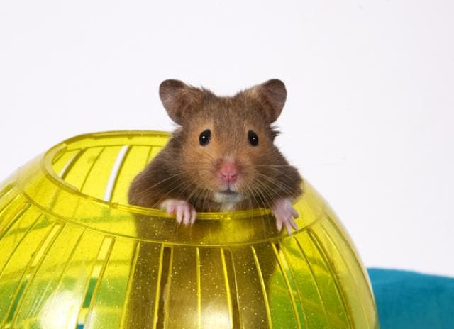 happy hamster rolling ball toy