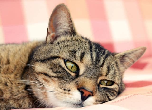CANS Upper Respiratory Infection in cats 200237525