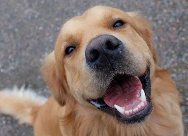 happy dog dog
