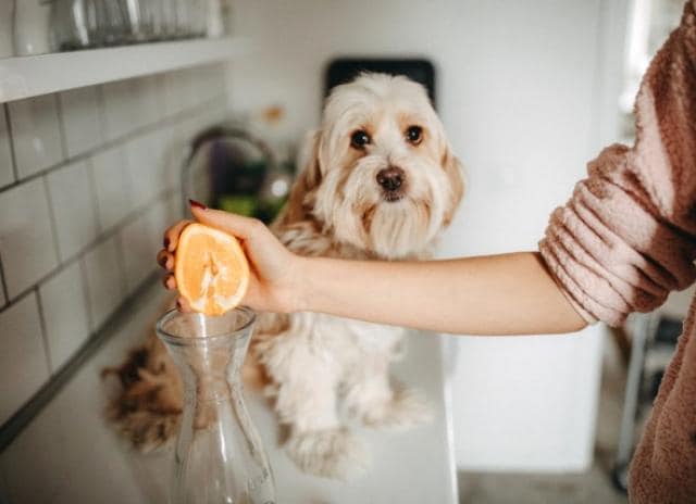 Can Dogs And Puppies Eat Oranges Can Dogs Have Orange Juice Or Orange Peels Petmd