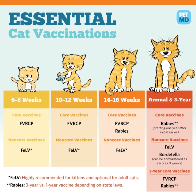basic-vaccine-schedule-for-cats-petmd