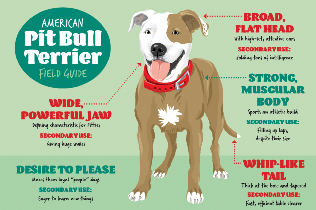 Terrier pitbull American Pit