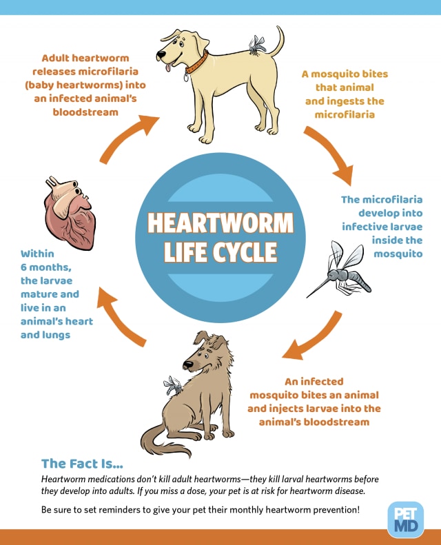 Heartworm Life Cycle PetMD