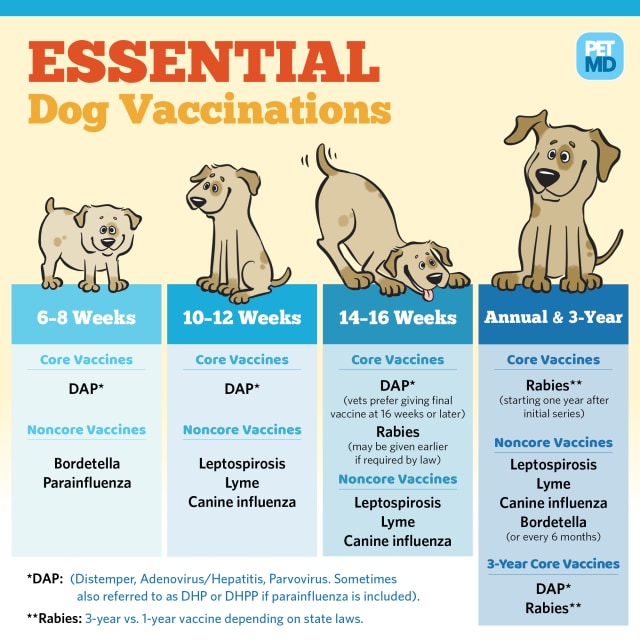 Basic Vaccine Schedule for Dogs | PetMD