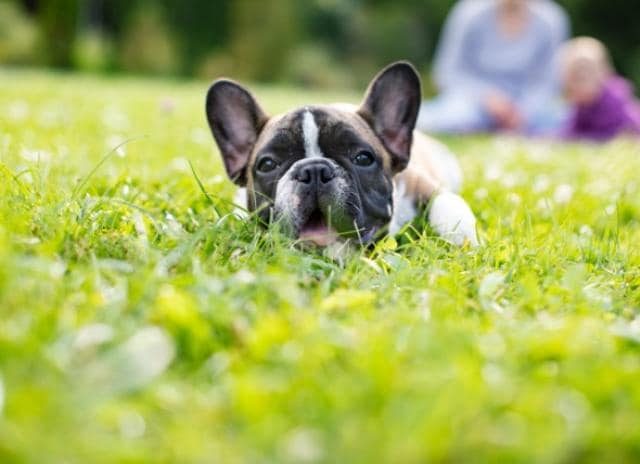 dog diarrhea causes and treatment