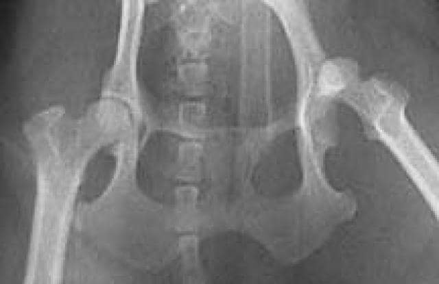 small dog hip dislocation
