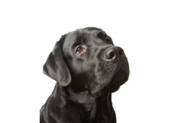 Obesity Is A Common Problem In Labrador Retrievers Petmd