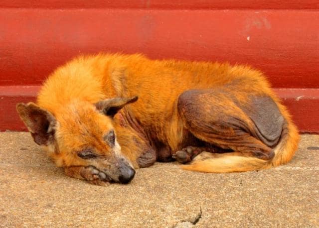 What Does Mange In Dogs Look Like Petmd