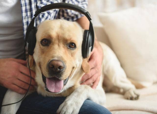 music to calm dogs during thunderstorms