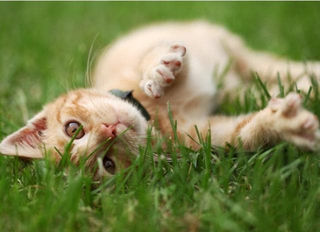 internal flea treatment for cats