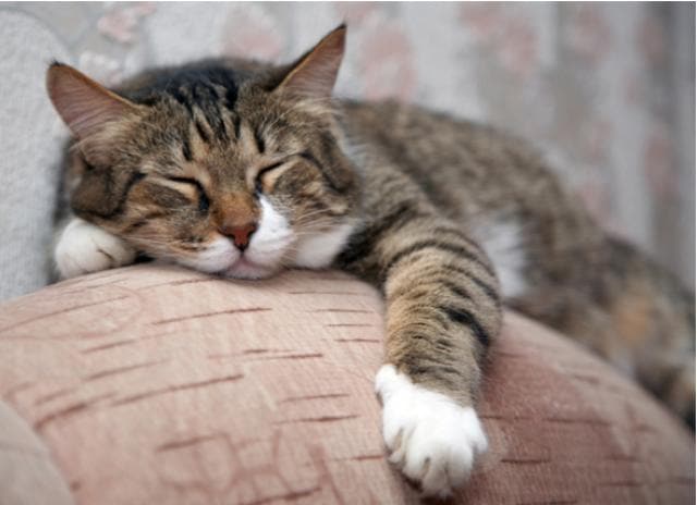 What to Expect When Your Kitty Becomes a Senior Cat | PetMD