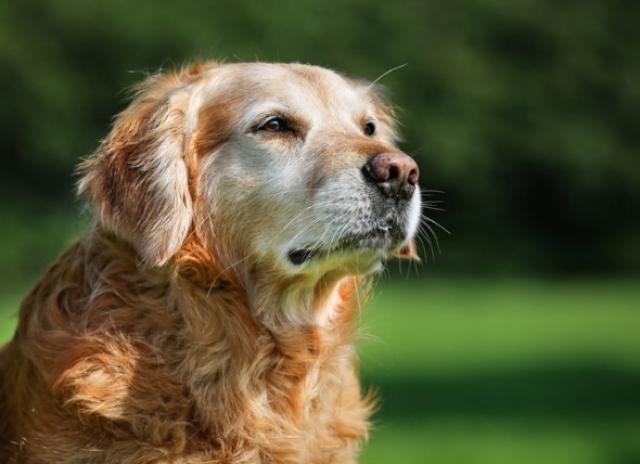 10 Signs Of Cancer In Dogs Petmd