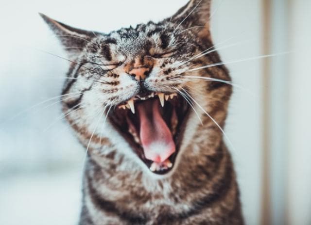 Is It Normal for Cats to Lose Their Teeth? PetMD
