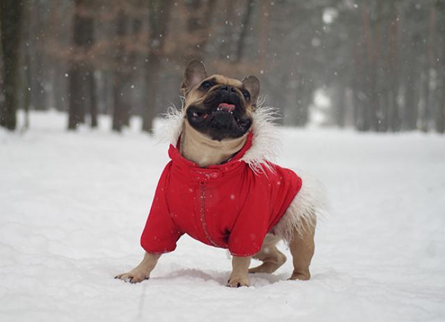 dog sweaters keep dogs warm