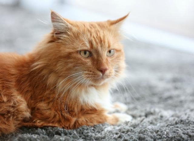 Acetominophen (Tylenol) Poisoning in Cats PetMD