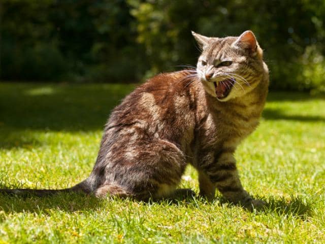 Aggression in Cats (Overview) PetMD