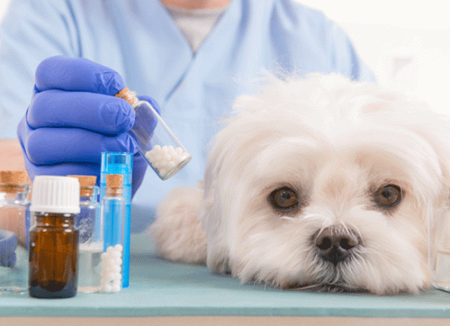 Is Amoxicillin Safe for Dogs? | PetMD