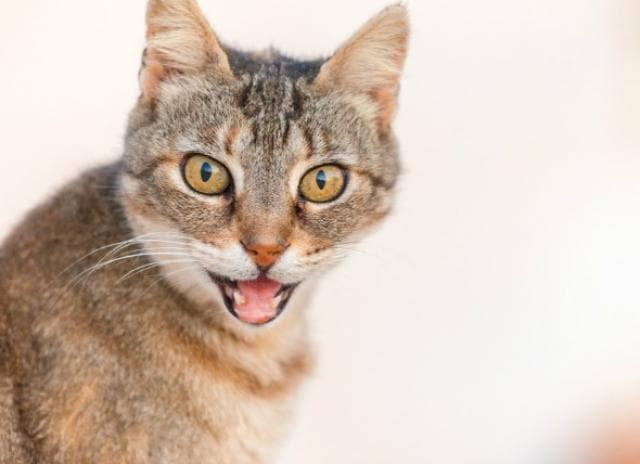Asthma in Cats | PetMD