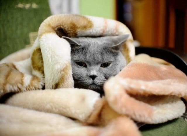 what do you do for a cat that has a cold
