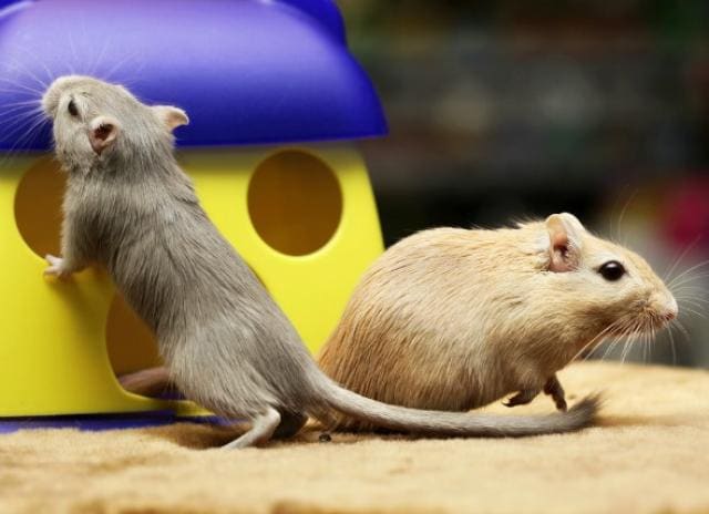 Broken And Fractured Bones In Gerbils Petmd