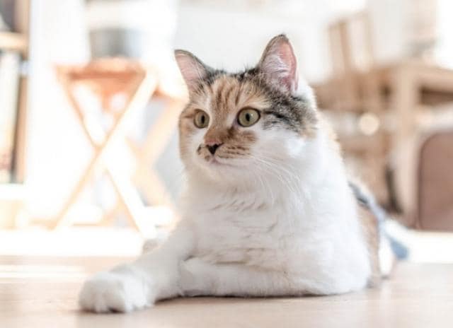 What You Need to Know About Rabies Vaccines for Cats PetMD