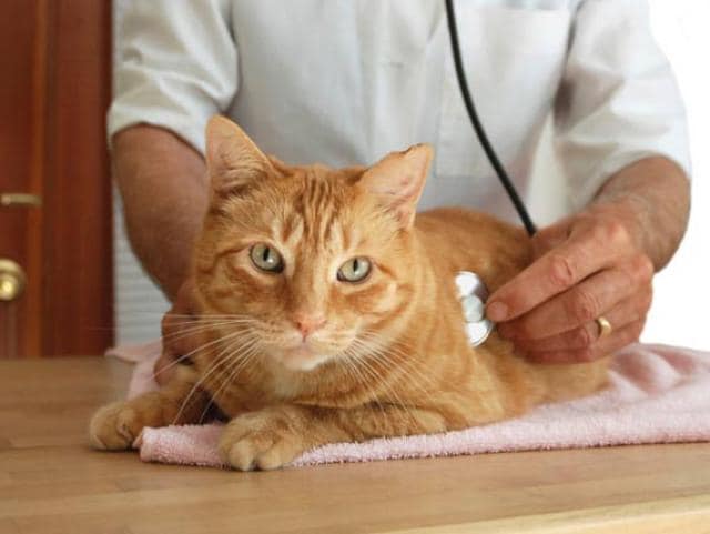 cat cancer treatment Thinkstock165493901