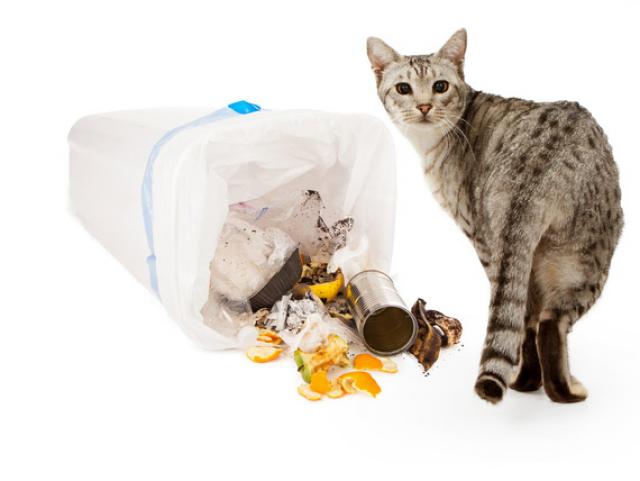 Destructive Behavior in Cats | PetMD