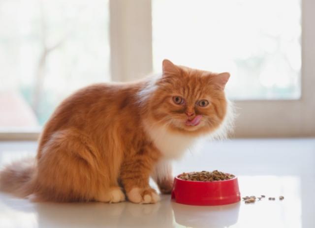 34 Top Pictures Cat Puzzle Feeder Wet Food : Du9wnbbvcrnmpm