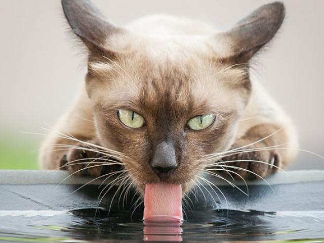 What Kind of Water Bowl Do Cats Need? PetMD