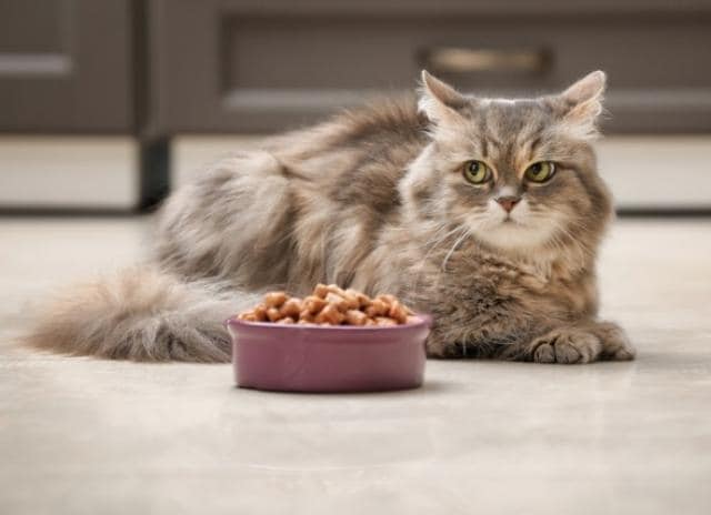 Is It Safe for Cats to Eat Dog Food?