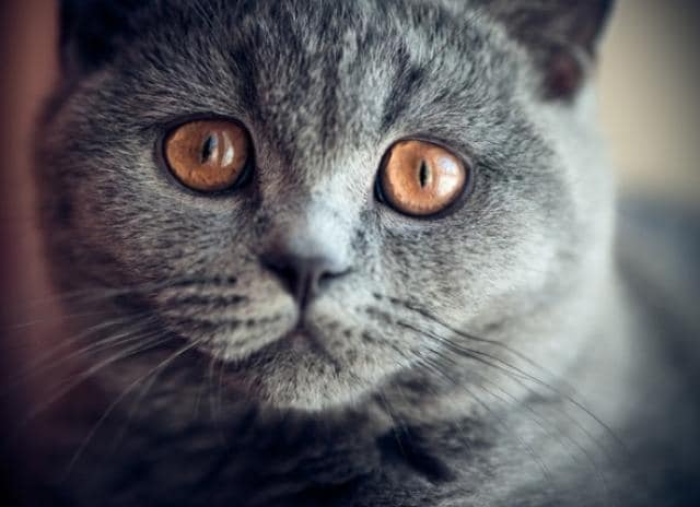 Eye Diseases in Cats Exophthalmos, Enophthalmos and Strabismus PetMD
