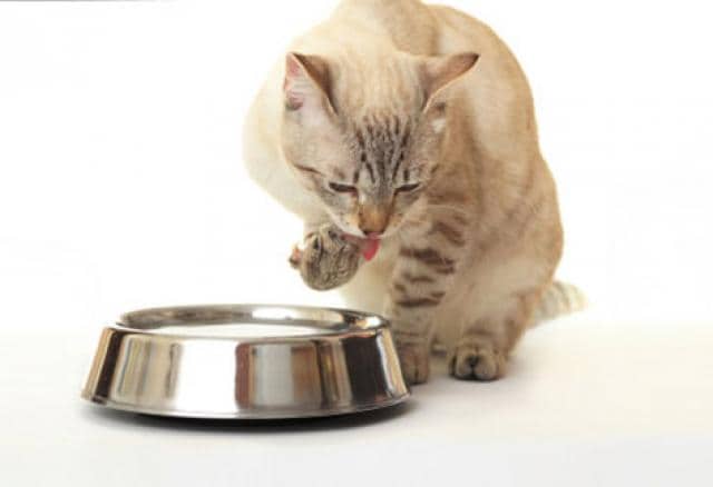 My Bowl for Cats A New Way to Think About Cat Food PetMD