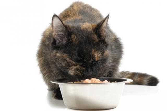 cat food bowl 2