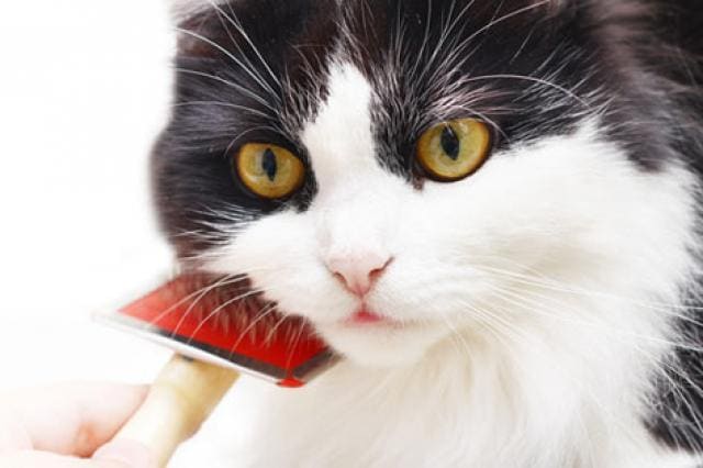 What to Do About Cat Hairball Problems PetMD