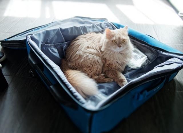 15 Top Pictures Cat Sedative For Travel Petsmart : Can I Give My Itchy Cat Benadryl Daily Paws