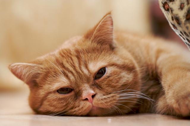 fungal treatment for cats