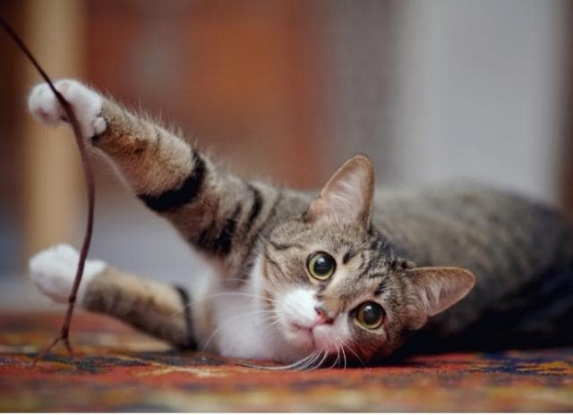 Is Declawing Cats Illegal? PetMD