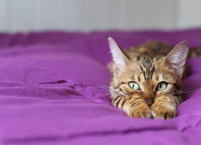 What Is FIV and Why Is the FIV Vaccine No Longer Available? PetMD