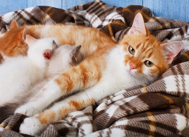 how long are cats pregnant before giving birth