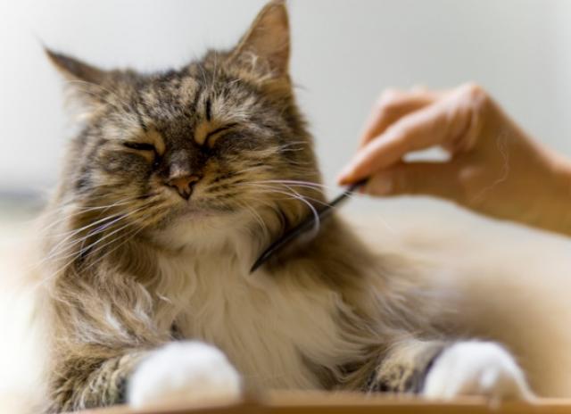 hướng dẫn chải lông cho mèo