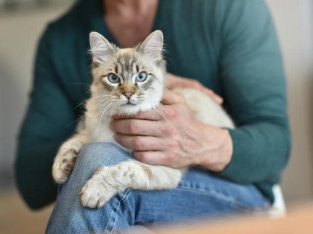Cat Behavior Why Do Cats Rub Against You? PetMD