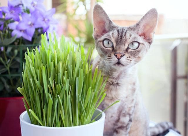 Is cat grass safe for dogs to eat