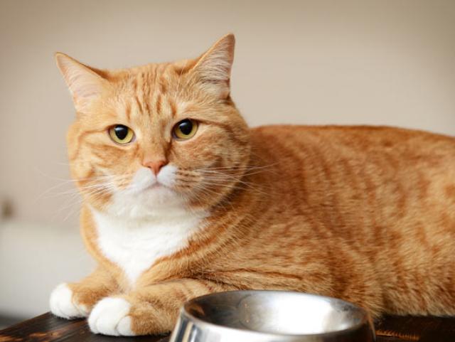 carbohydrate free cat food