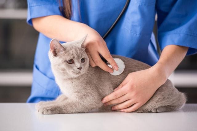 Kidney Failure and Excess Urea in the Urine in Cats PetMD