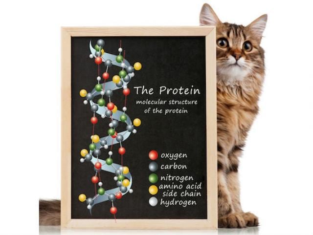 Nutrition To Strengthen The Immune System Of Dogs Cats Petmd